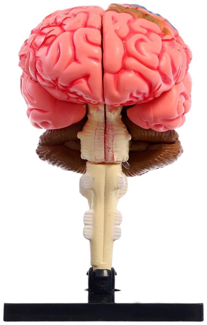 Набор для опытов «Строение мозга», анатомическая модель