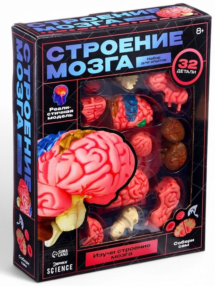 Набор для опытов «Строение мозга», анатомическая модель