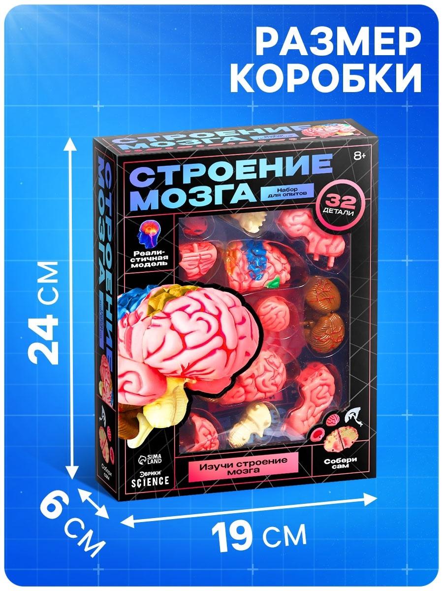 Набор для опытов «Строение мозга», анатомическая модель