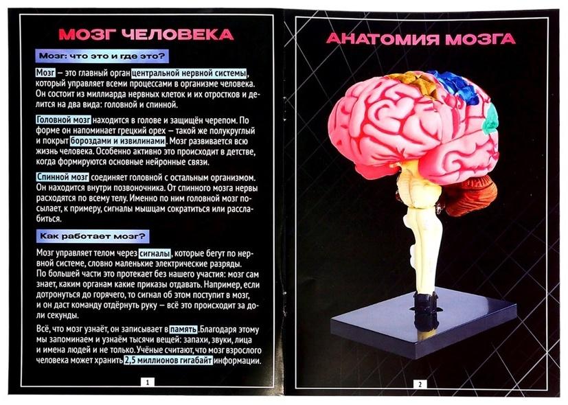 Набор для опытов «Строение мозга», анатомическая модель
