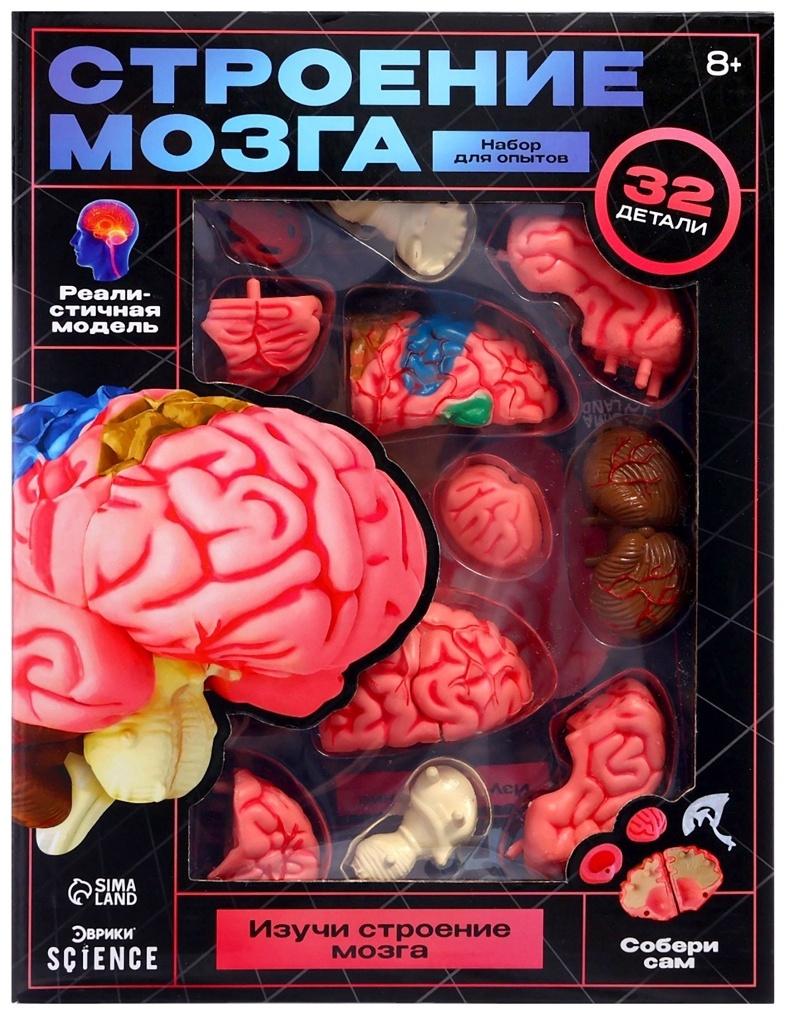 Набор для опытов «Строение мозга», анатомическая модель