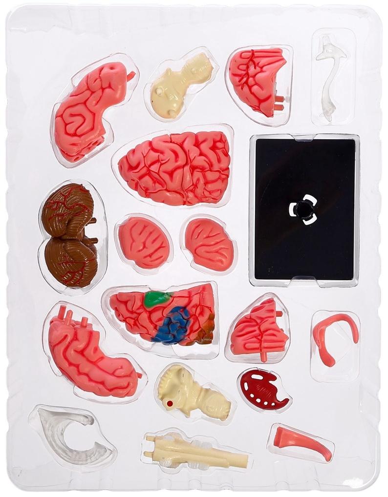 Набор для опытов «Строение мозга», анатомическая модель