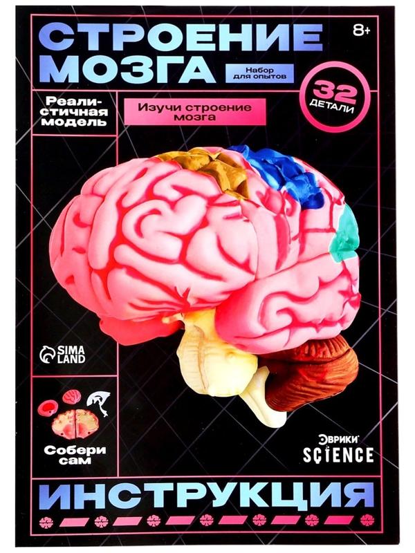Набор для опытов «Строение мозга», анатомическая модель