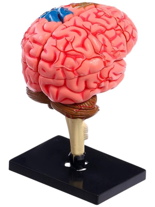 Набор для опытов «Строение мозга», анатомическая модель