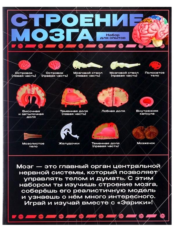 Набор для опытов «Строение мозга», анатомическая модель