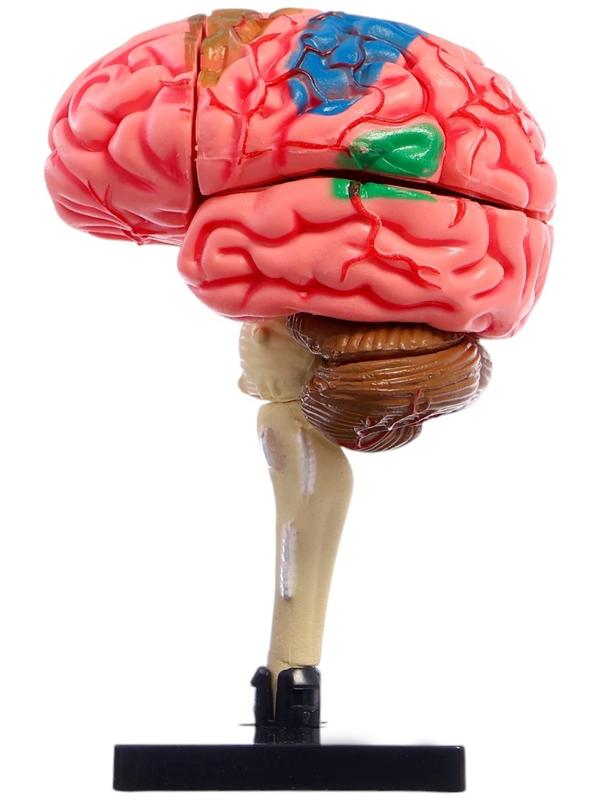 Набор для опытов «Строение мозга», анатомическая модель