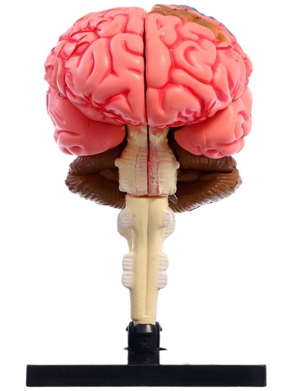Набор для опытов «Строение мозга», анатомическая модель
