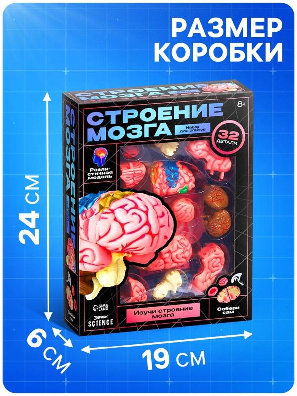 Набор для опытов «Строение мозга», анатомическая модель