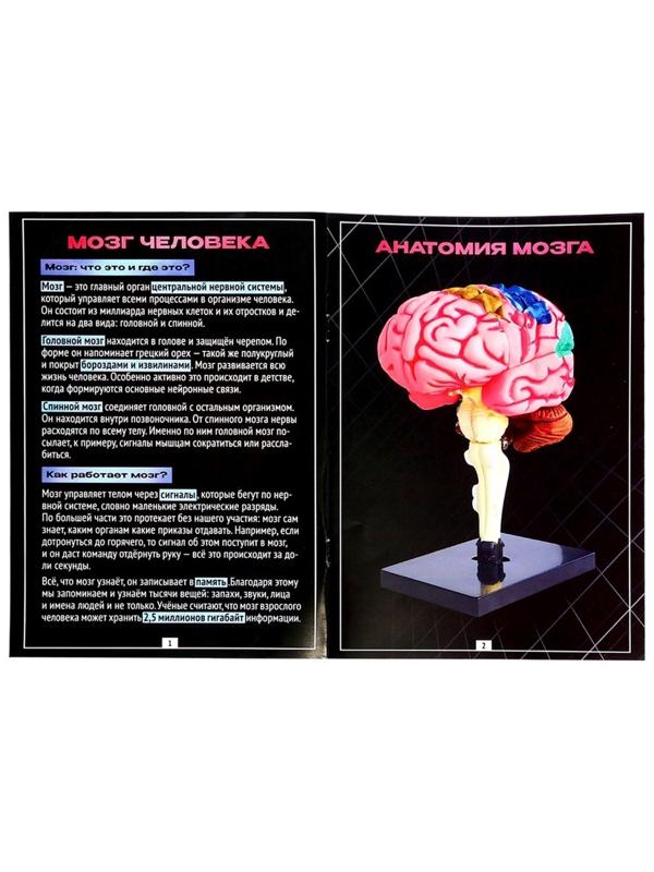 Набор для опытов «Строение мозга», анатомическая модель