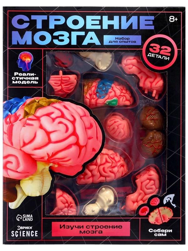 Набор для опытов «Строение мозга», анатомическая модель