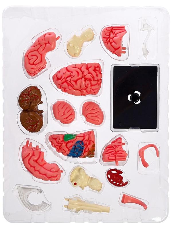 Набор для опытов «Строение мозга», анатомическая модель
