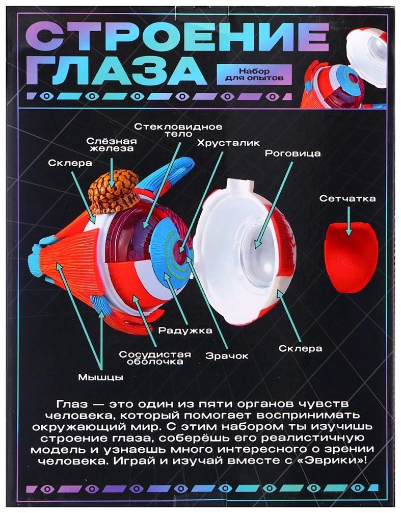 Набор для опытов «Строение глаза», анатомическая модель