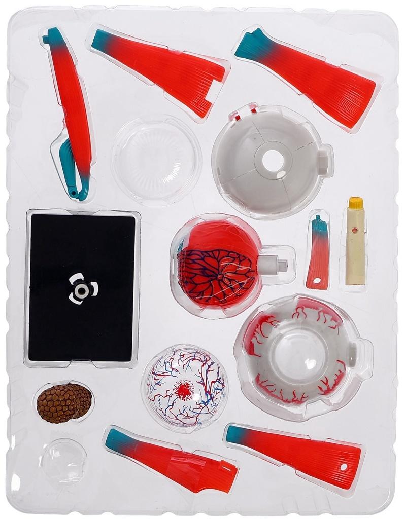 Набор для опытов «Строение глаза», анатомическая модель