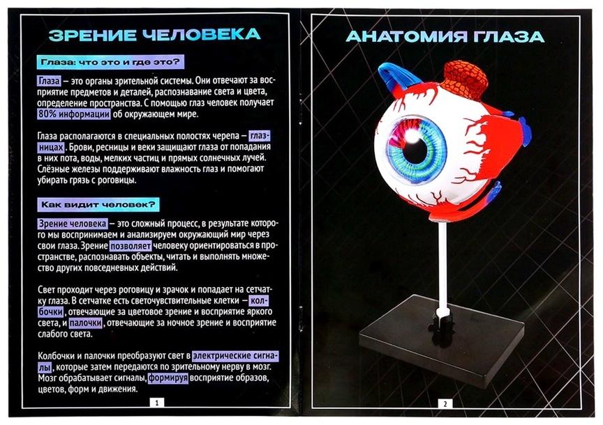 Набор для опытов «Строение глаза», анатомическая модель