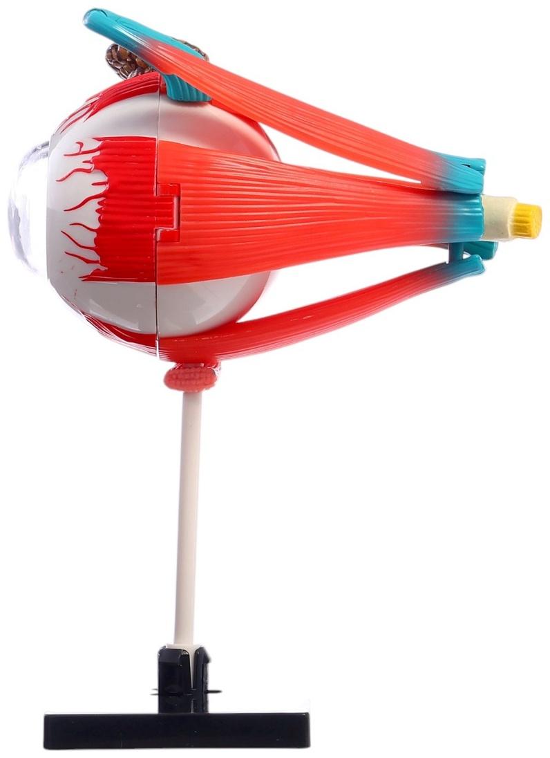 Набор для опытов «Строение глаза», анатомическая модель