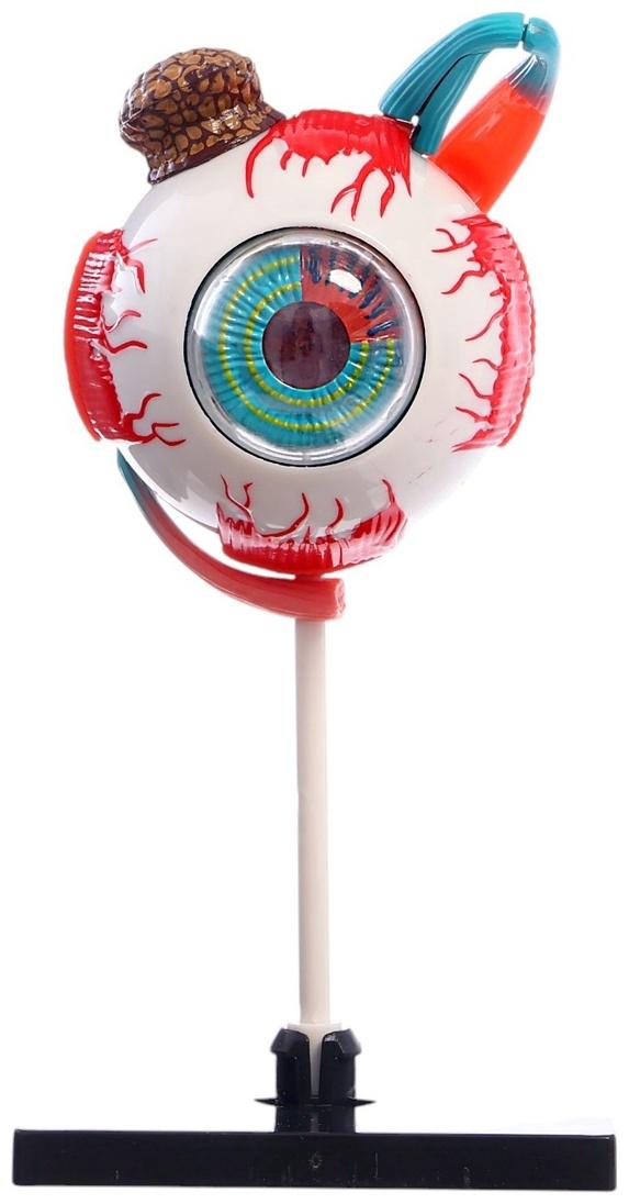 Набор для опытов «Строение глаза», анатомическая модель