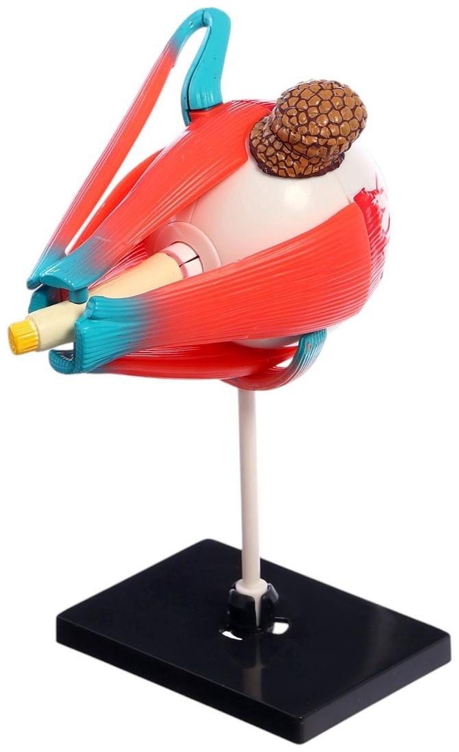 Набор для опытов «Строение глаза», анатомическая модель