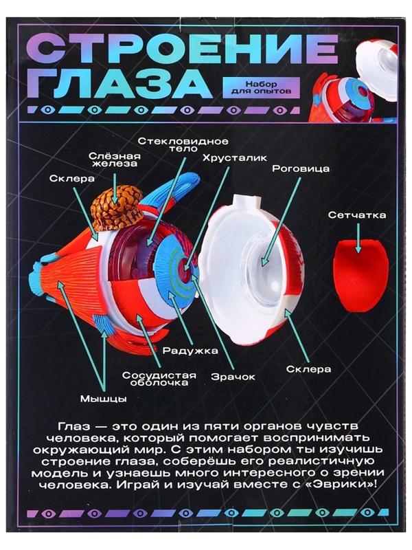 Набор для опытов «Строение глаза», анатомическая модель