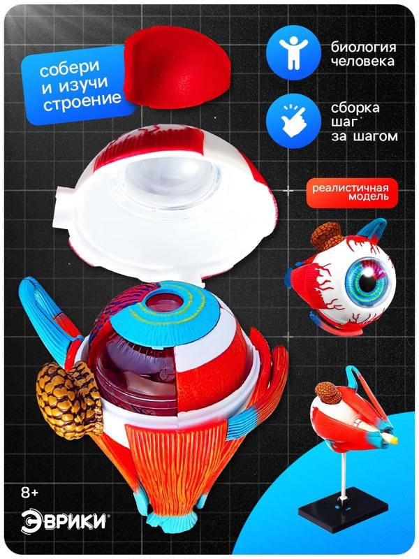 Набор для опытов «Строение глаза», анатомическая модель