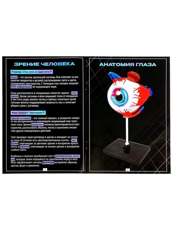 Набор для опытов «Строение глаза», анатомическая модель