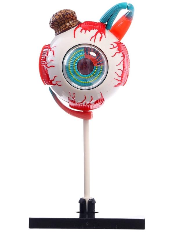 Набор для опытов «Строение глаза», анатомическая модель