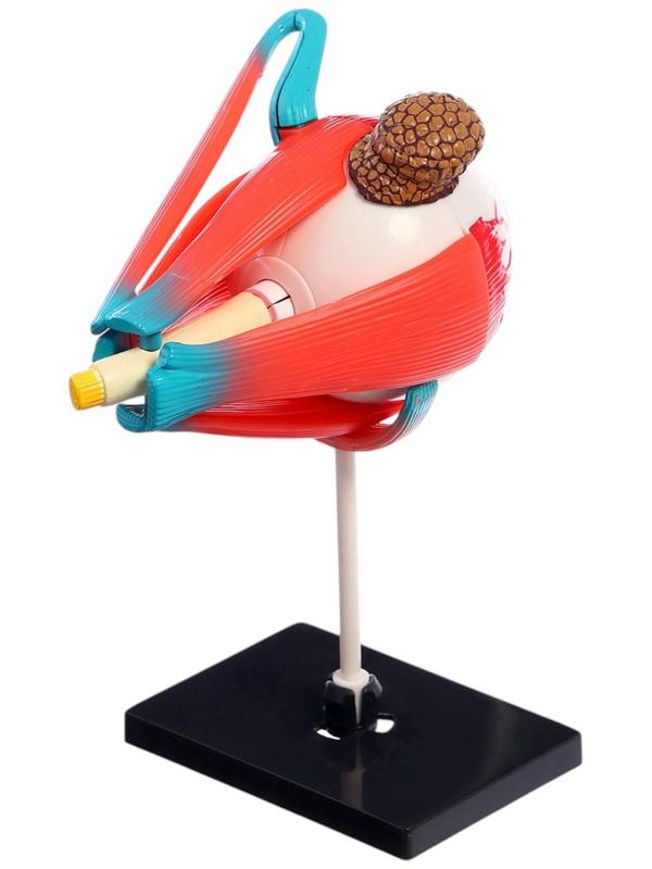 Набор для опытов «Строение глаза», анатомическая модель