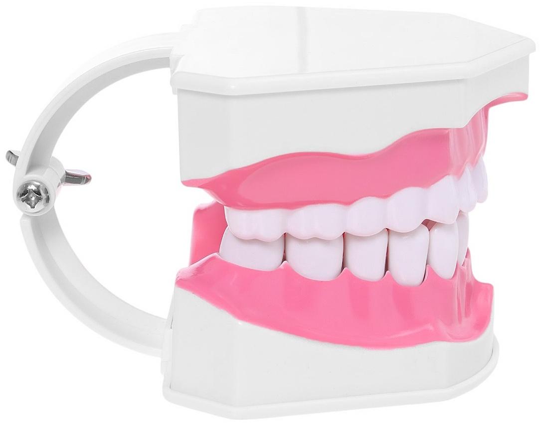 Набор для опытов «Анатомия», челюсть человека