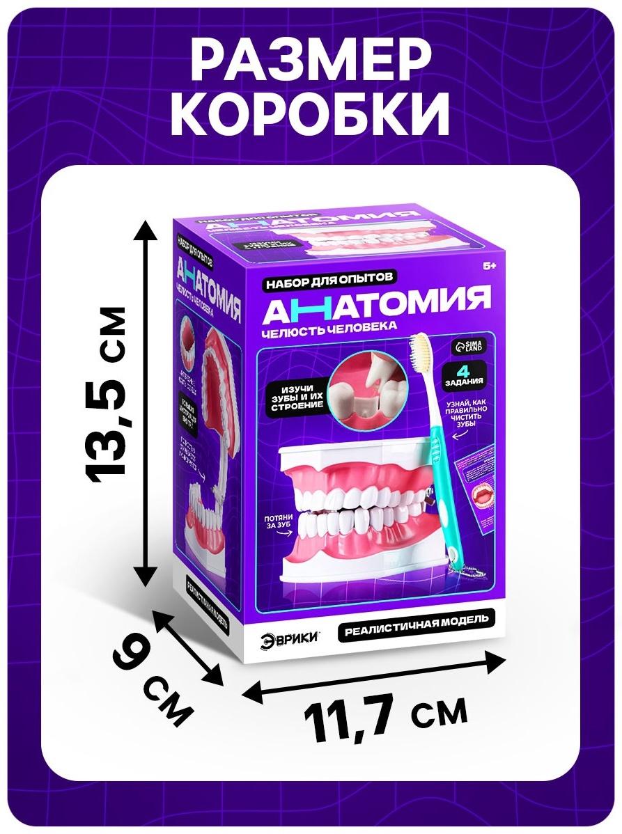 Набор для опытов «Анатомия», челюсть человека