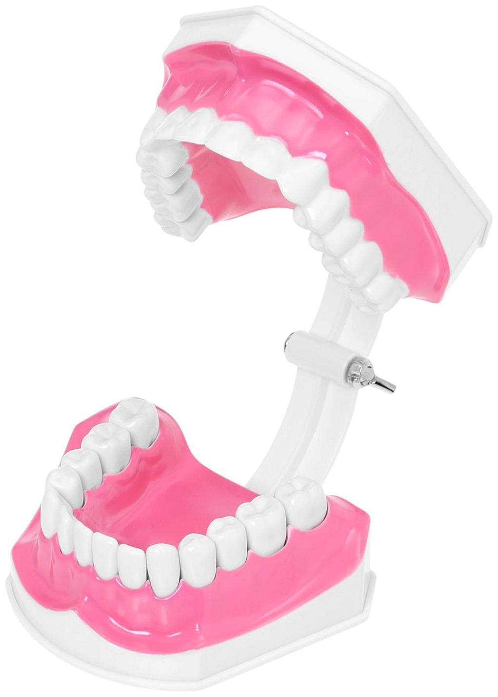 Набор для опытов «Анатомия», челюсть человека