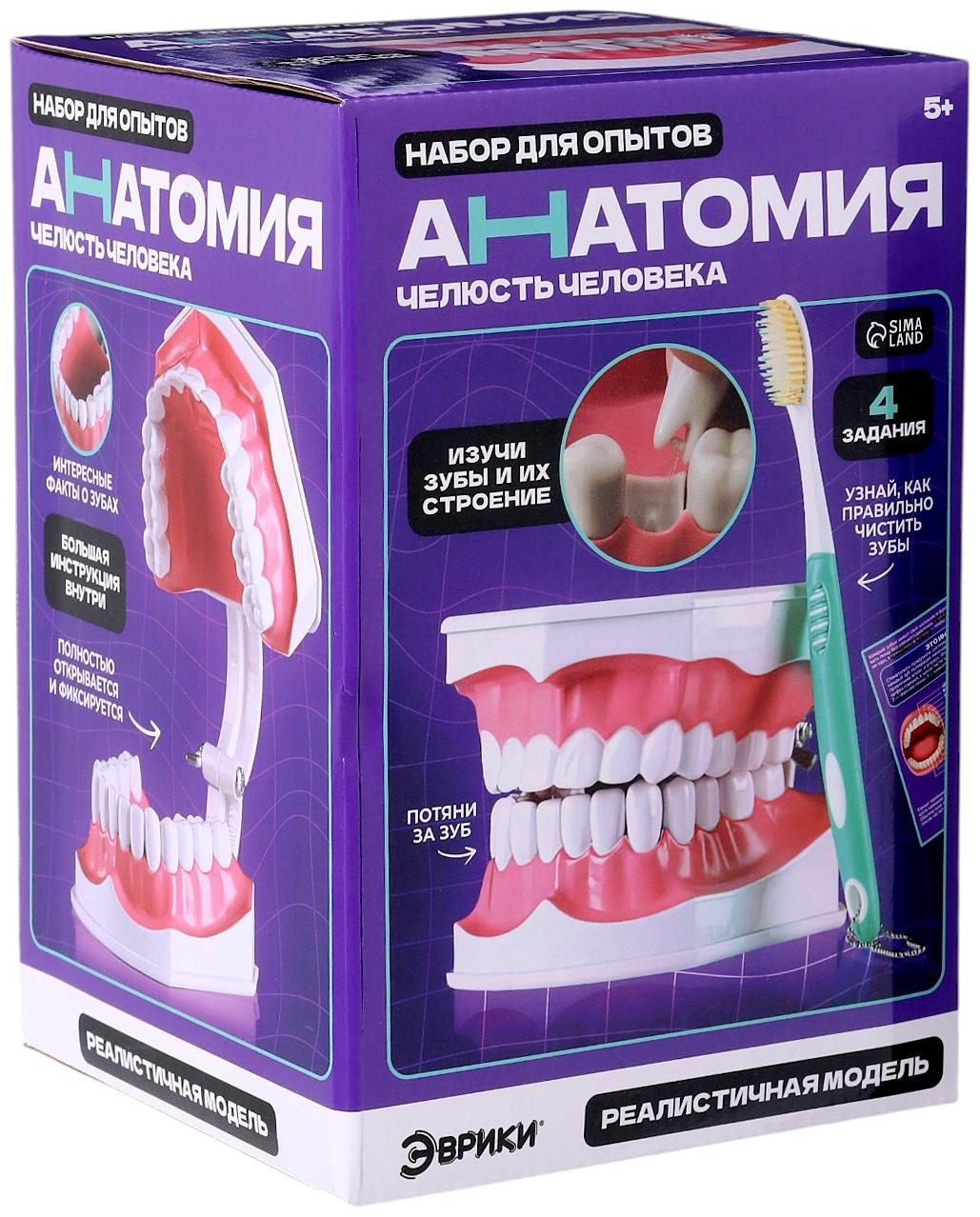 Набор для опытов «Анатомия», челюсть человека