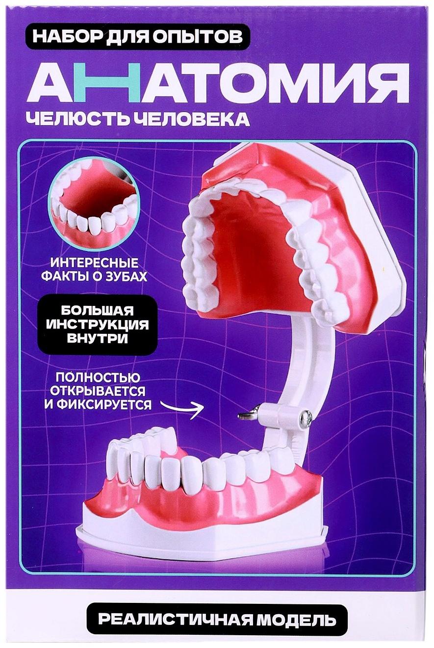 Набор для опытов «Анатомия», челюсть человека
