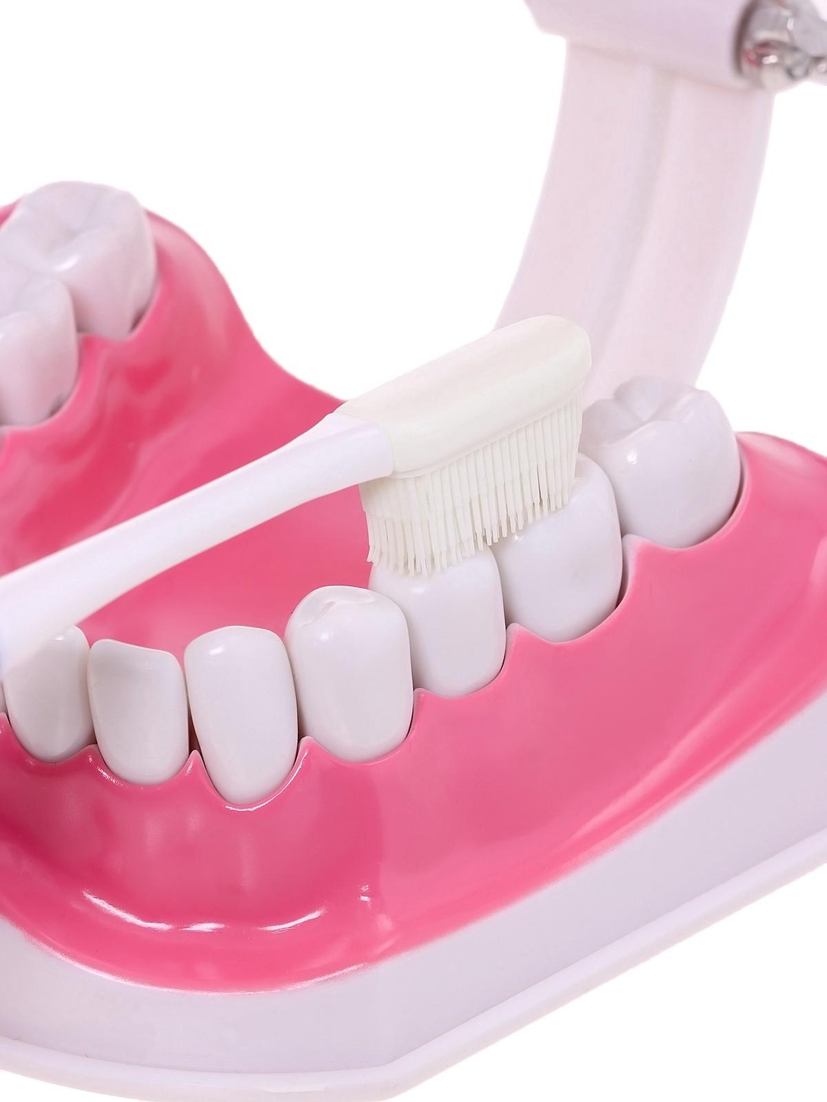 Набор для опытов «Анатомия», челюсть человека