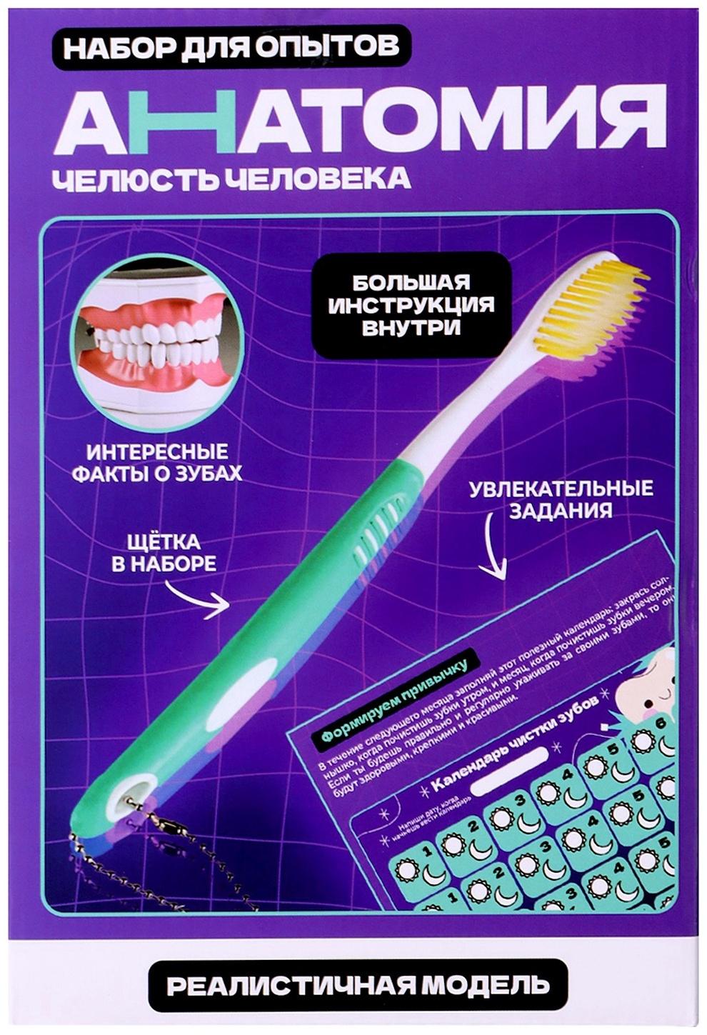 Набор для опытов «Анатомия», челюсть человека