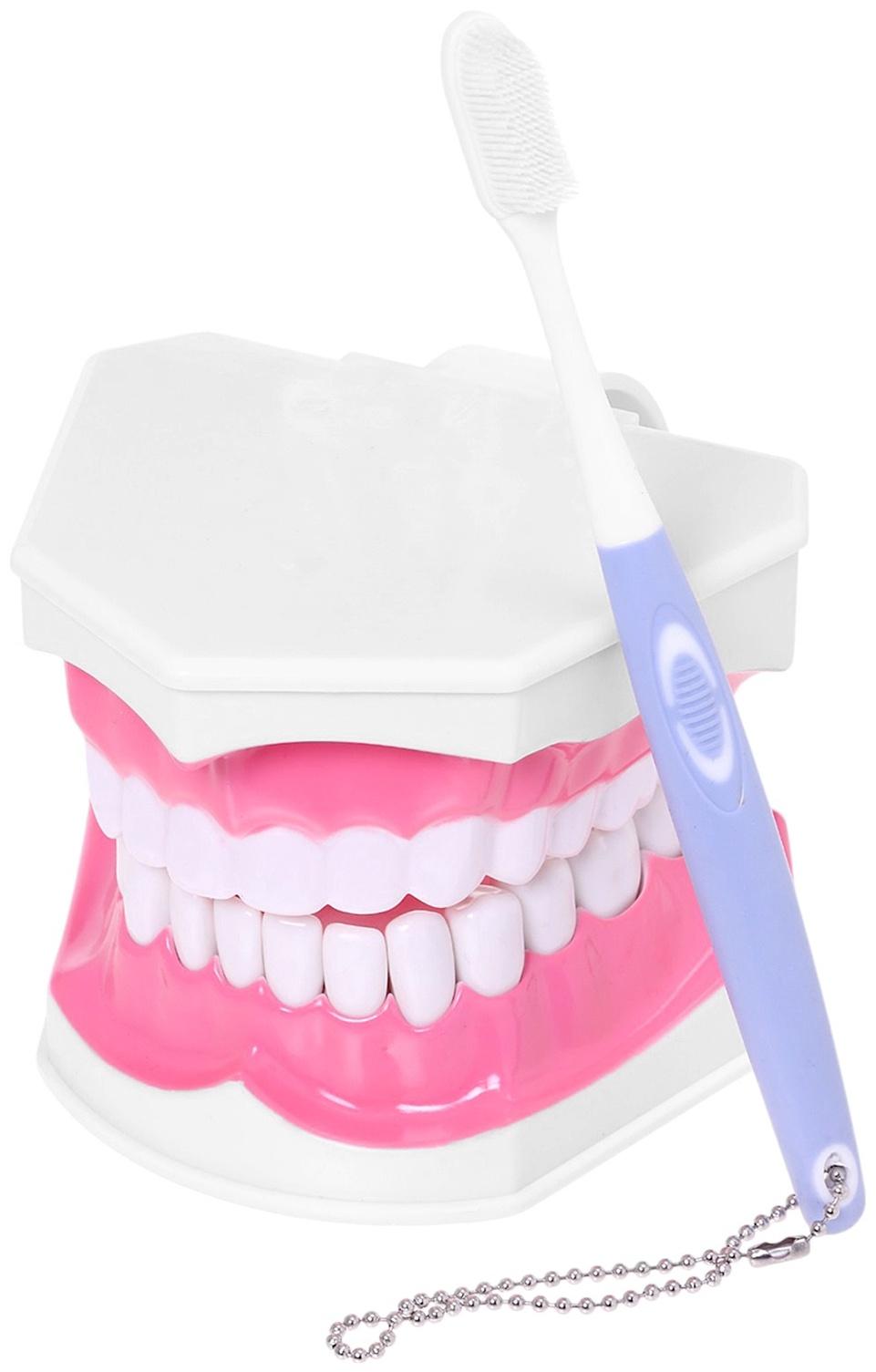 Набор для опытов «Анатомия», челюсть человека