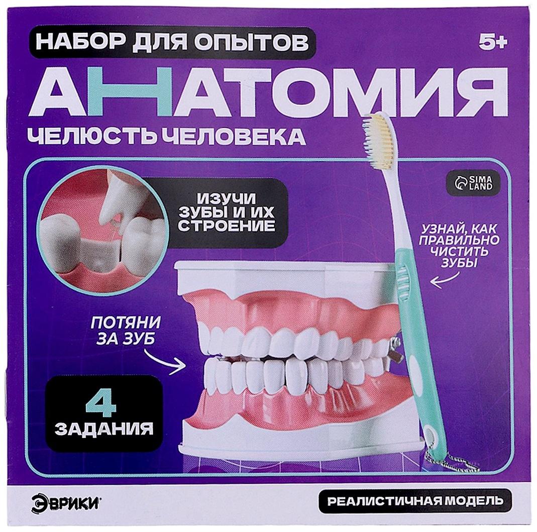 Набор для опытов «Анатомия», челюсть человека