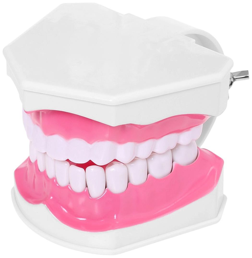 Набор для опытов «Анатомия», челюсть человека