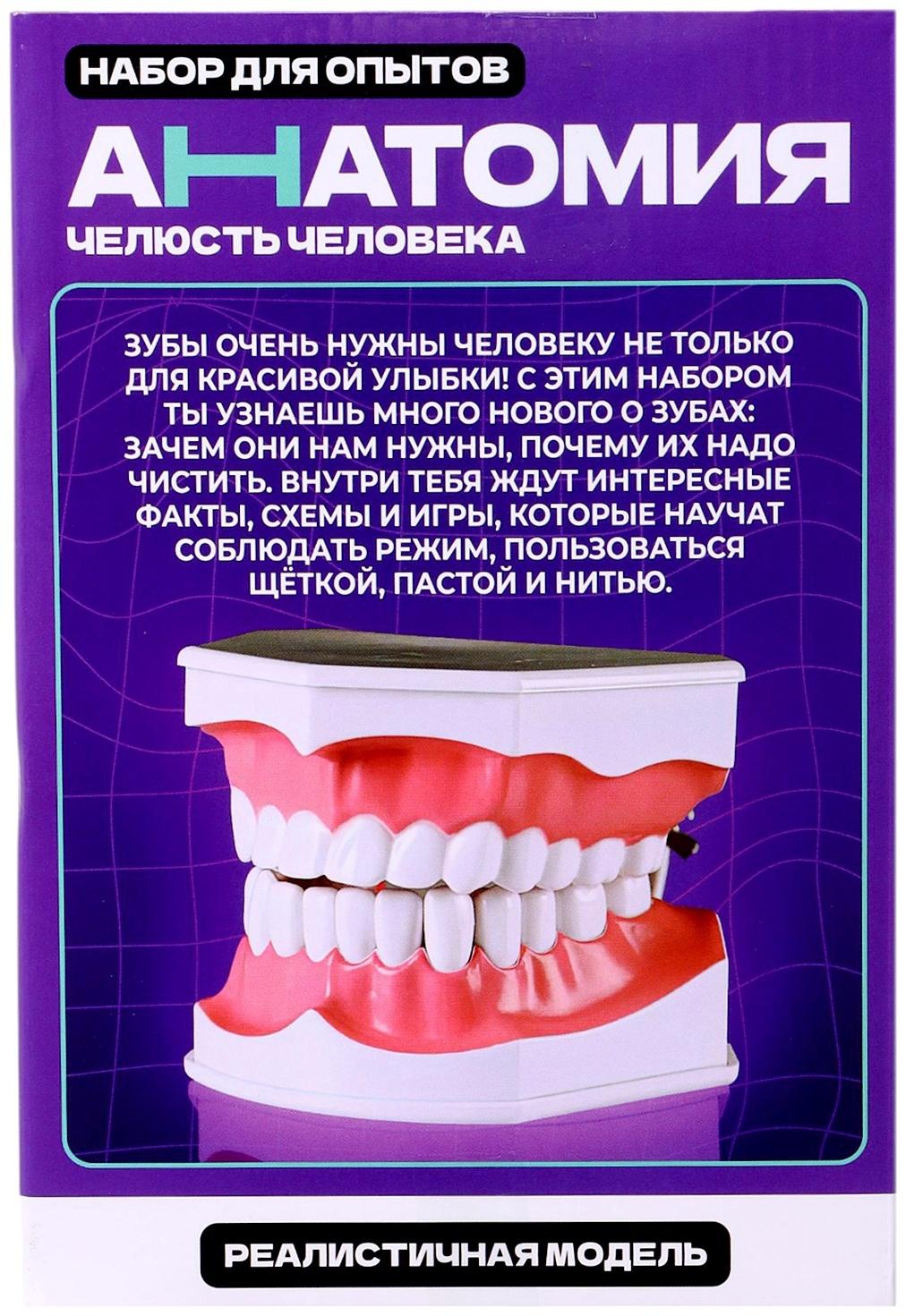 Набор для опытов «Анатомия», челюсть человека