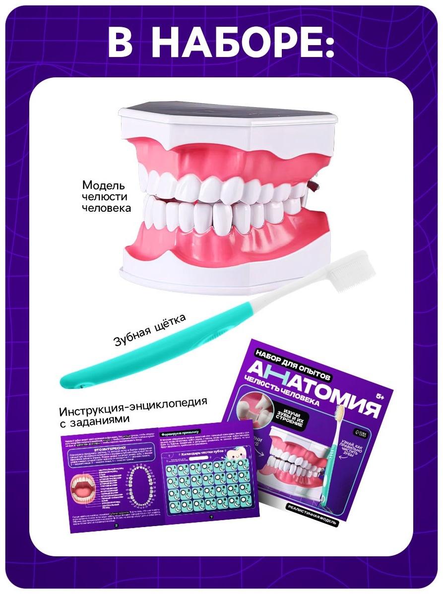 Набор для опытов «Анатомия», челюсть человека