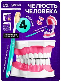 Набор для опытов «Анатомия», челюсть человека