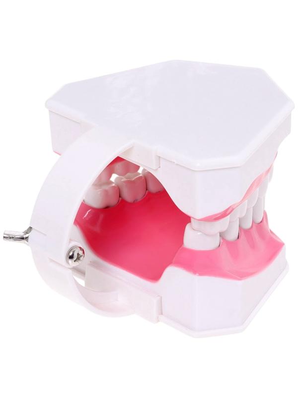 Набор для опытов «Анатомия», челюсть человека