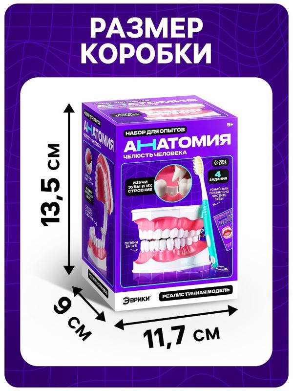 Набор для опытов «Анатомия», челюсть человека