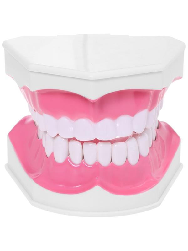 Набор для опытов «Анатомия», челюсть человека