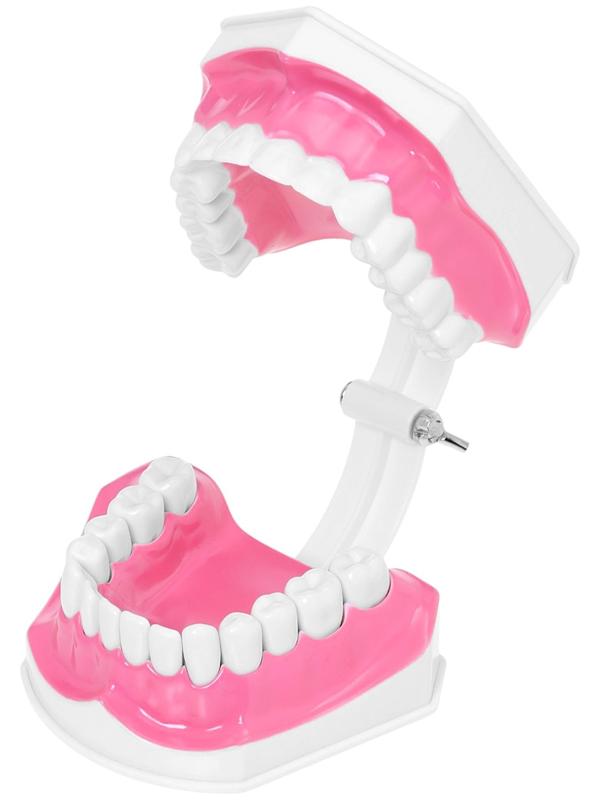 Набор для опытов «Анатомия», челюсть человека