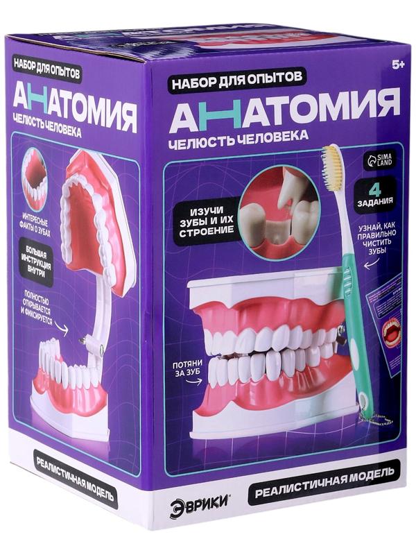 Набор для опытов «Анатомия», челюсть человека