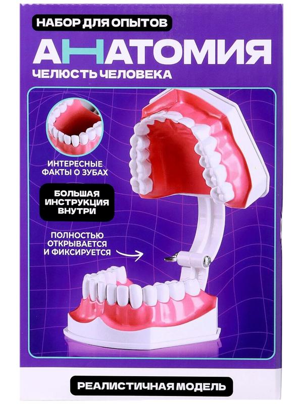 Набор для опытов «Анатомия», челюсть человека