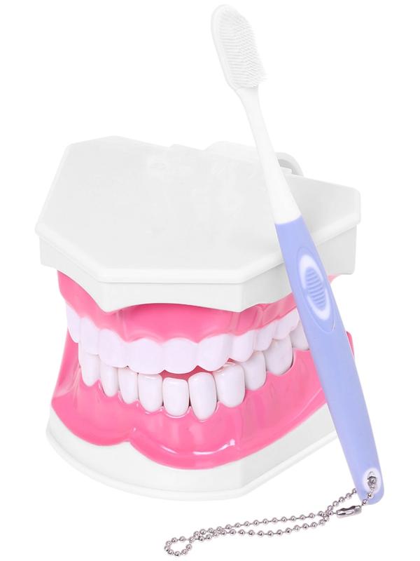 Набор для опытов «Анатомия», челюсть человека