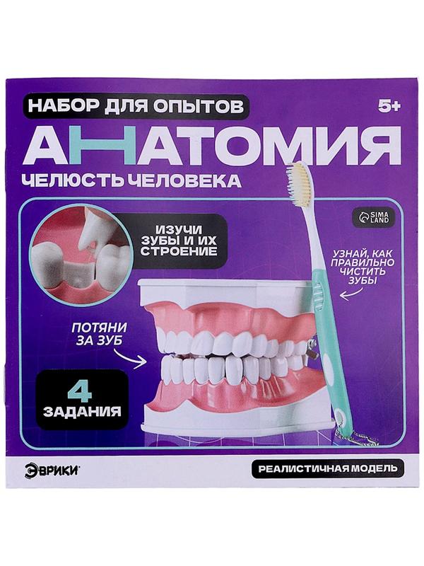 Набор для опытов «Анатомия», челюсть человека