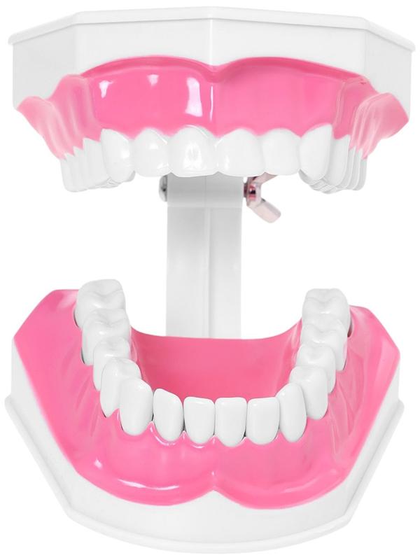 Набор для опытов «Анатомия», челюсть человека