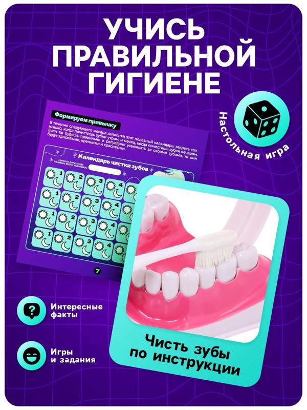 Набор для опытов «Анатомия», челюсть человека