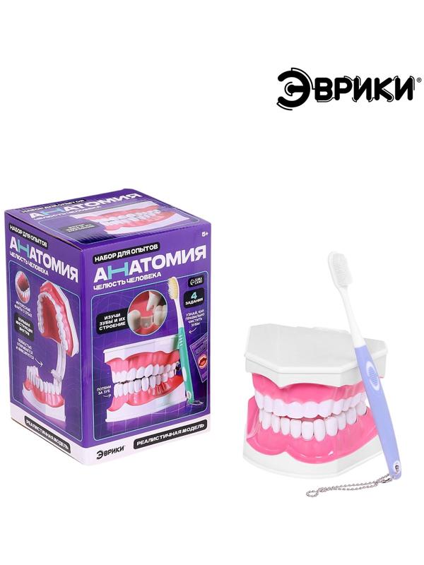 Набор для опытов «Анатомия», челюсть человека